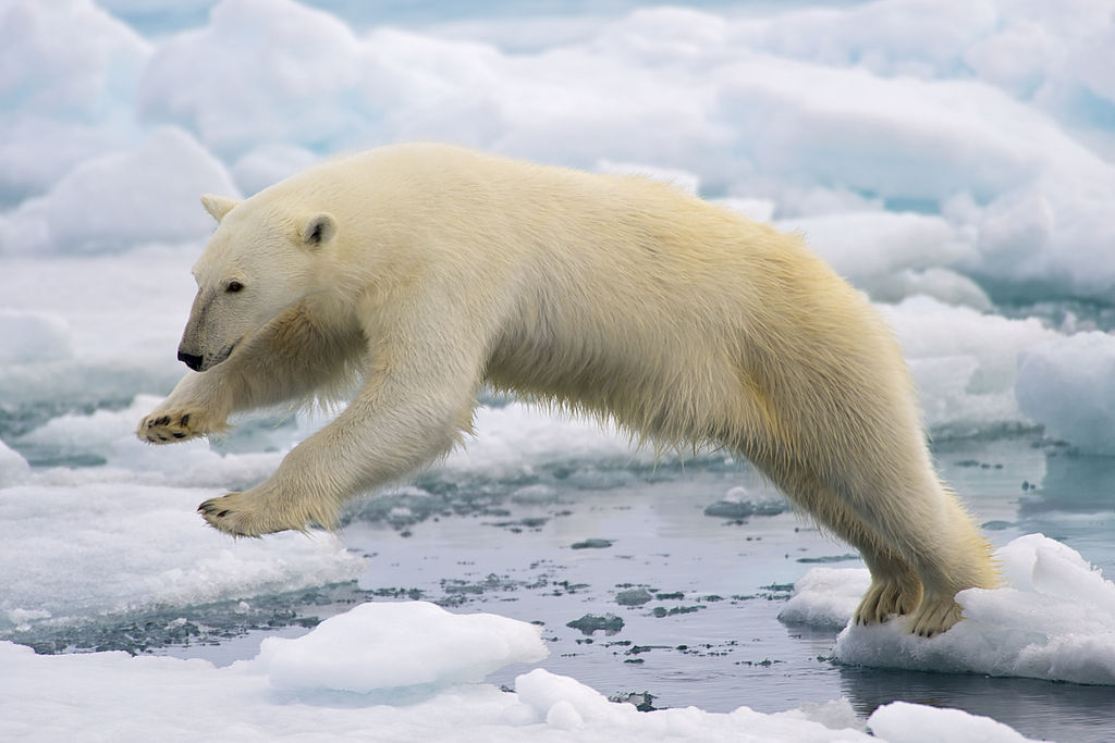 Graban el nacimiento de un oso polar en una petrolera de Alaska